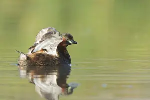 Little Grebe (Tachybaptus ruficollis)