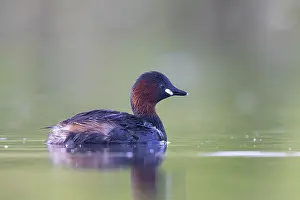Little Grebe (Tachybaptus ruficollis)