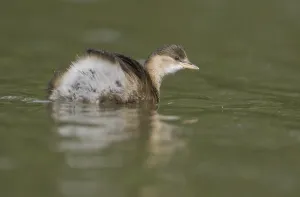 Little Grebe (Tachybaptus ruficollis)