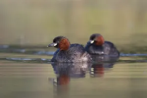 Little Grebe (Tachybaptus ruficollis)