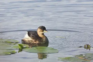 Little grebe (Tachybaptus ruficollis)