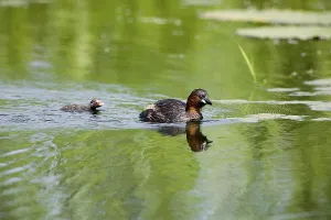 Little Grebe (tachybaptus ruficollis)