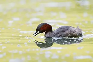 Little grebe (Tachybaptus ruficollis)