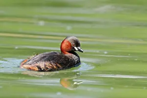 Little grebe (Tachybaptus ruficollis)