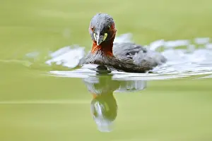 Little grebe (Tachybaptus ruficollis)