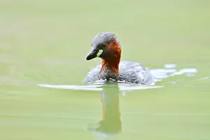 Little grebe (Tachybaptus ruficollis)