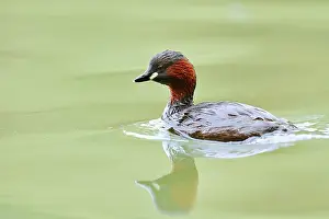 Little grebe (Tachybaptus ruficollis)