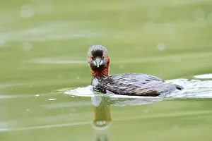 Little grebe (Tachybaptus ruficollis)