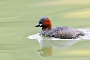 Little grebe (Tachybaptus ruficollis)