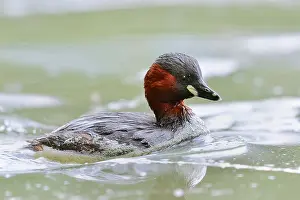 Little grebe (Tachybaptus ruficollis)