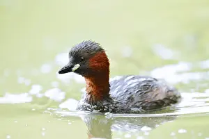 Little grebe (Tachybaptus ruficollis)