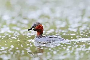 Little grebe (Tachybaptus ruficollis)
