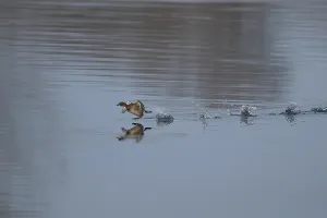 Little grebe (Tachybaptus ruficollis) adult bird running on the water surface of a lake