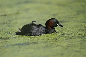 Little Grebe (Tachybaptus ruficollis) carrying chick on his back