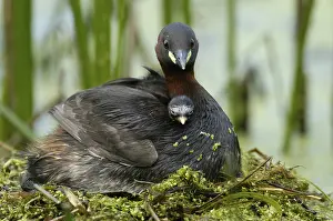 Little Grebe (Tachybaptus ruficollis) with chick on nest