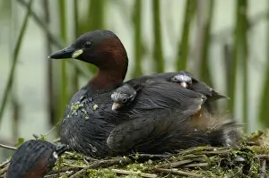 Little Grebe (Tachybaptus ruficollis) with chicks at nest