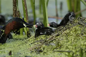 Little Grebe (Tachybaptus ruficollis) feeding chicks at nest