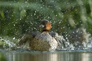 Little Grebe (Tachybaptus ruficollis), male