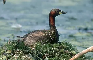 Little Grebe (Tachybaptus ruficollis) on nest