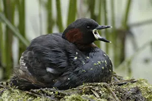 Little Grebe (Tachybaptus ruficollis) on nest