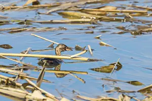 Little Grebe in Water (Tachybaptus ruficollis)