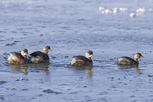 Four little grebes (Tachybaptus ruficollis)