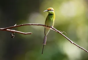 Little Green Bee-eater (Merops orientalis beludschicus) adult