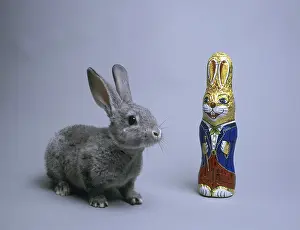 Little grey rabbit sits in front of a chocolate Easter bunny