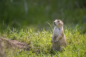 Little herbivorous burrowing rodents in the grassland of the preserve park