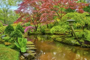 Little Japanese garden after rain