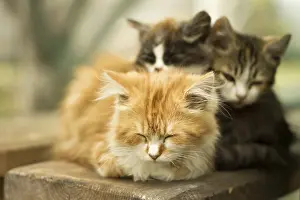 Three little kitten in the village