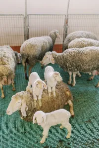 Little lambs sit on a sheep in a paddock next to other sheep on a farm