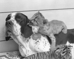 Little lion cuddles with dog, licks ear