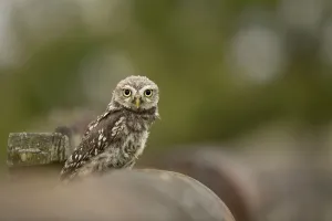 Little little owl (Athene noctua) chick