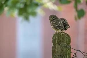 Two little little owls (Athene noctua)