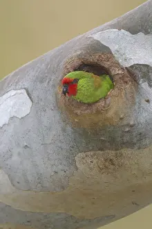 Little Lorikeet (Parvipsitta pusilla)