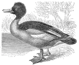 Little Merganser, common merganser (Mergus merganser)