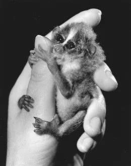 Little monkey on the hand of a woman