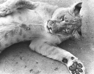 Little mouse on the belly of a lion