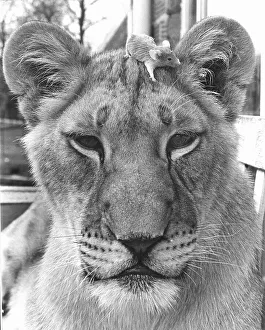 Little mouse climbs on the head of a lion