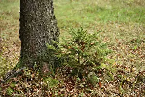 A little Norway spruce (Picea abies) tree growing in a forest in autumn
