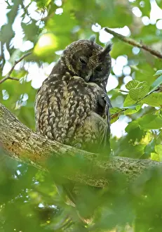 Little Owl (Asio stygius siguapa) adult