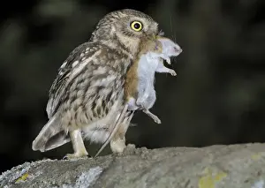 Little Owl (Athene noctua)