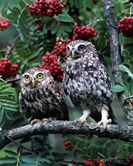 Little Owl (Athene noctua)