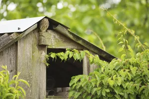 Little owl (Athene noctua)