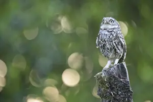 A little owl (Athene noctua)
