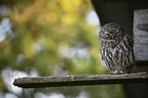 Little owl (Athene noctua)