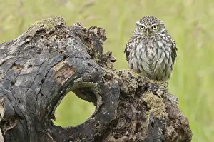 Little Owl (Athene noctua), adult
