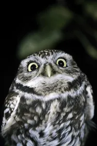 Little Owl (athene noctua), Adult