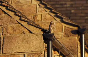 Little owl (Athene noctua), adult